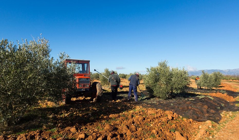 Agricultores andaluces en la recogida de aceituna.